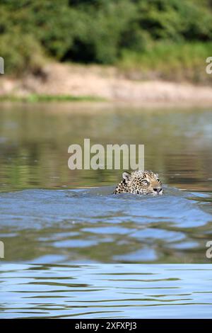 Giaguaro (Panthera onca) che nuota attraverso il fiume Paraguay. Vicino alla riserva di Taiama, Pantanal occidentale, Mato grosso, Brasile. Foto Stock