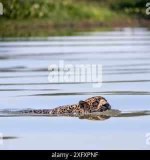 Giaguaro (Panthera onca) che nuota attraverso il fiume Paraguay. Vicino alla riserva di Taiama, Pantanal occidentale, Mato grosso, Brasile. Foto Stock