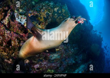 Un giovane leone marino delle Galapagos (Zalophus wollebaeki) tiene in bocca un pesce pipistrello dalle labbra rosse (Ogcocephalus darwini). Il leone marino usava il pesce pipistrello come giocattolo, gettandolo e inseguendolo mentre tentava di fuggire. Punta vincente Roca, Isola Isabela, Parco Nazionale delle Galapagos, Isole Galapagos. Oceano Pacifico orientale. Foto Stock