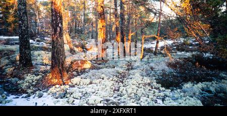 Foresta di pini e Cladonia stellaris Foto Stock