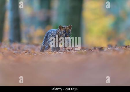 Leopardo indiano (Panthera pardus fusca) giovane animale che corre nella foresta Foto Stock
