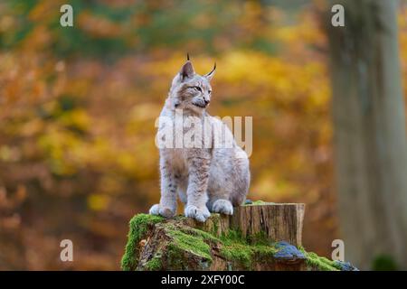 Lince eurasiatica (lince lince) seduta sul tronco dell'albero nella foresta autunnale Foto Stock