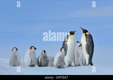 Pinguini imperatore, Aptenodytes forsteri, coppia di pulcini, Snow Hill Island, Penisola Antartica, Antartide Foto Stock