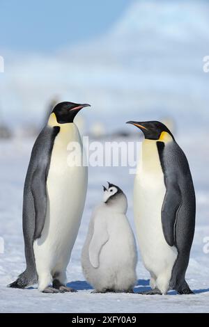 Pinguini imperatore, Aptenodytes forsteri, coppia con pulcino, Snow Hill Island, Penisola Antartica, Antartide Foto Stock