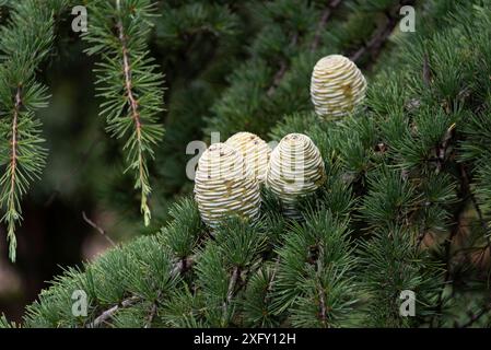 Coni del cedro dell'atlante (Cedrus atlantica). Foto Stock