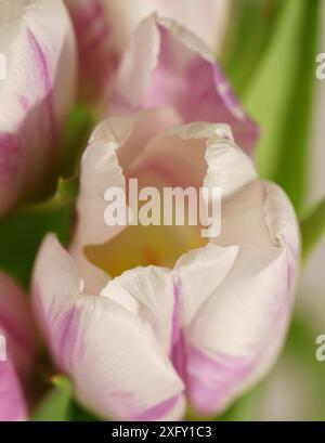 Tulipano bianco-rosa, primo piano Foto Stock