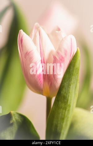 Tulipano bianco-rosa, primo piano Foto Stock