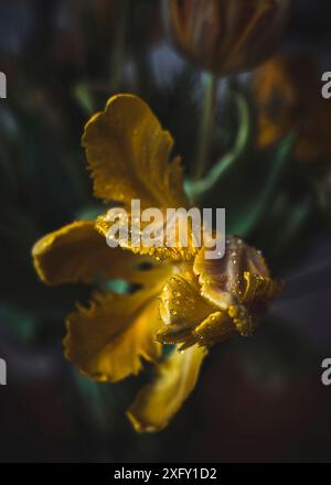 Tulipano giallo con goccioline d'acqua Foto Stock