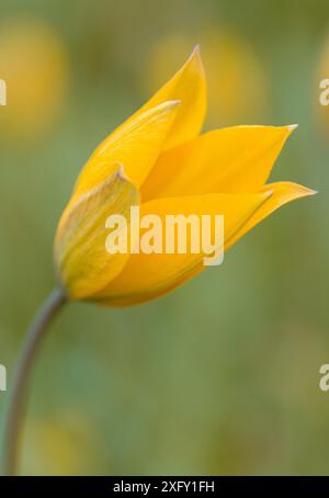 Giallo, tulipani selvatici, macro shot nel giardino fiorito Foto Stock