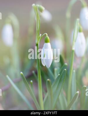 Gocce di neve, primo piano nel giardino fiorito Foto Stock