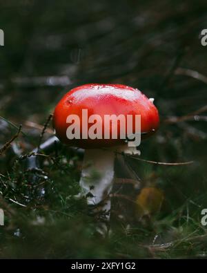 Giovane mosca rossa agarica, macro shot in natura Foto Stock