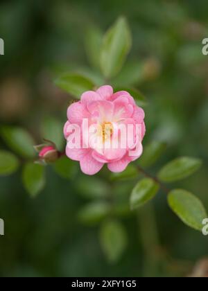 Rosa con bocciolo, primo piano nel giardino fiorito Foto Stock