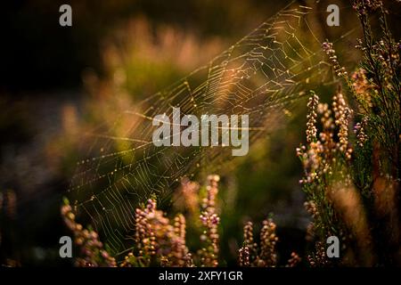 Rete di ragno vuota tra l'erica fiorita, foto macro in natura Foto Stock