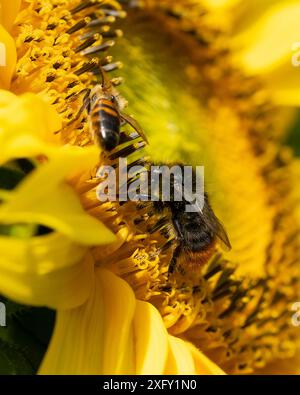 Due api mellifere che raccolgono il nettare da un girasole, macro shot nel giardino fiorito Foto Stock