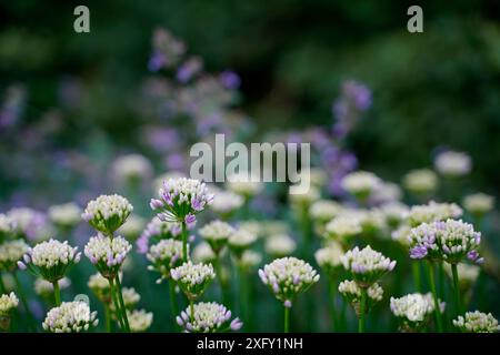 Erba cipollina in fiore, primo piano nel giardino fiorito Foto Stock