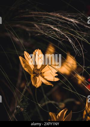 Occhi gialli, circondati da erbe secche, da vicino nel giardino fiorito Foto Stock