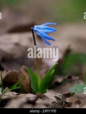 Stella blu siberiana, primo piano nel giardino fiorito Foto Stock