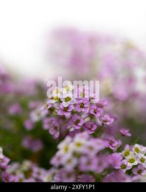 Alghe argentate o stonecrop, macro shot nel giardino fiorito Foto Stock