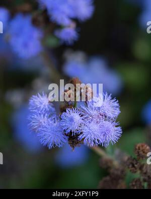 Balsamo epatico comune, foto macro nel giardino fiorito Foto Stock