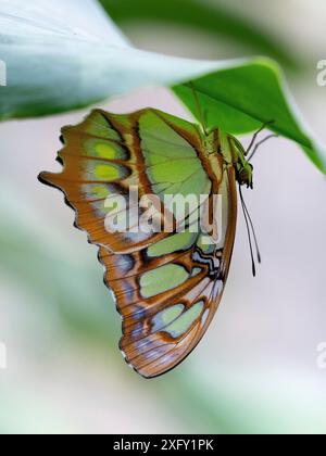 Farfalla Malachite o selce Siproeta, macro fotografia di una farfalla in un parco di farfalle Foto Stock