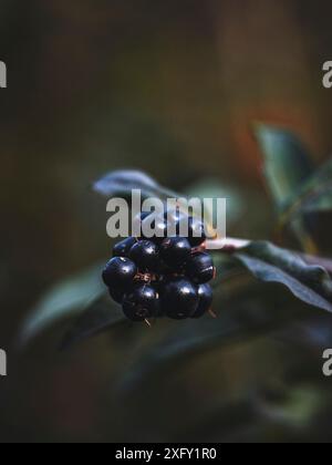 Bacca nera di un comune privet, macro fotografia in natura Foto Stock