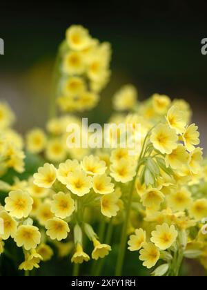 Cowslip, macro shot nel giardino fiorito Foto Stock