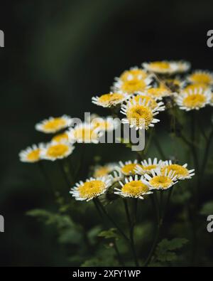 Feverfew, macro shot nel giardino fiorito Foto Stock