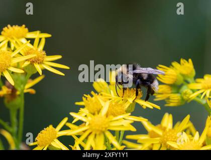 Bumblebee raccoglie il nettare sui fiori gialli di un cespuglio di erbe geisk, da vicino nella foresta Foto Stock