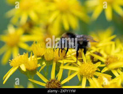 Bumblebee raccoglie il nettare sui fiori gialli di un cespuglio di erbe geisk, da vicino nella foresta Foto Stock