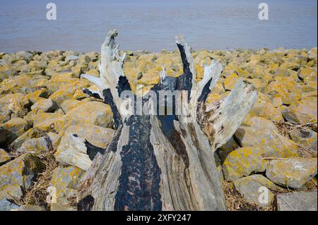 Pietra, sponda del fiume, radice di alberi, fiume, Severn, Bristol, Galles, Inghilterra, Regno Unito Foto Stock