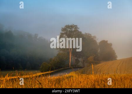 Solitaria strada di campagna vicino a Netze nella nebbia mattutina, alberi e campi. Distretto di Waldeck-Frankenberg, Assia, Germania. Foto Stock