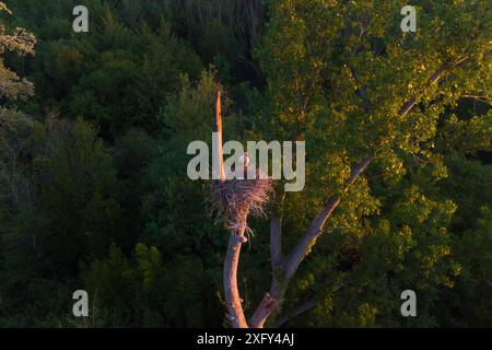 Vista aerea ravvicinata del nido di uccello cicognolo bianco con nidi all'alba con luce calda, nidificati sulla cima di un albero. Fauna selvatica in natura Foto Stock
