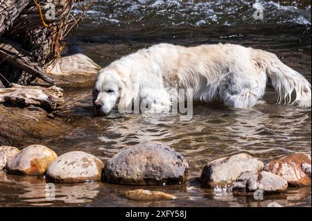 Color platino Golden Retriever cane giocando nel sud Arkansas River, Salida, Colorado, STATI UNITI D'AMERICA Foto Stock