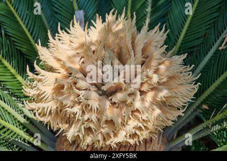 Fiore di Cycas revoluta, felce di palma Foto Stock