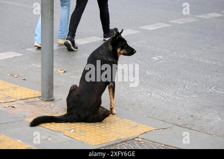 Il triste malinois di colore nero abbandonato è seduto all'incrocio quando le persone passano di fronte Foto Stock