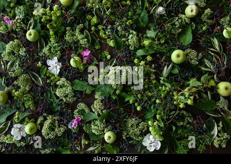 Composizione floreale di fiori di ibisco e piante del giardino, vecchiaia a foglia larga, vecce, uva selvatica, luppolo, stonecrop e mele Foto Stock