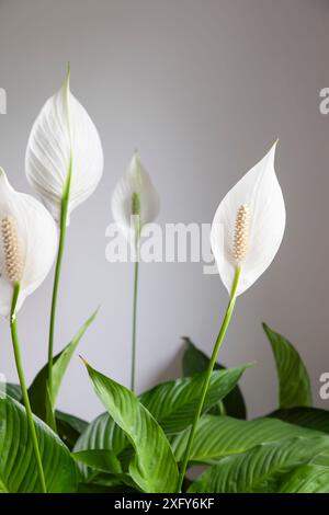 La pianta d'appartamento con grande foglia bianca di forma ovale è anche chiamata pianta del giglio della pace o del cucchiaio, Spathiphyllum Foto Stock