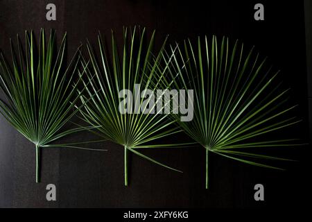 Tre foglie di palma verde reclinabili su uno sfondo scuro Foto Stock