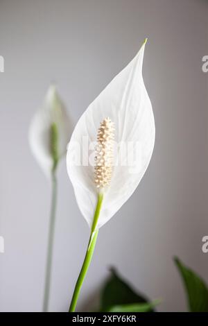 La pianta d'appartamento con grande foglia bianca di forma ovale è anche chiamata pianta del giglio della pace o del cucchiaio, Spathiphyllum Foto Stock