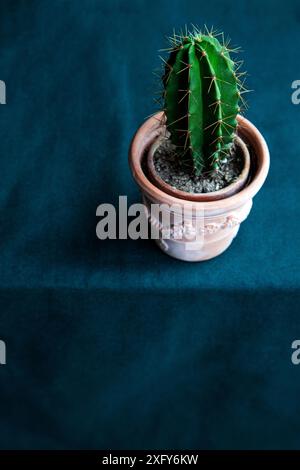 Il mio piccolo cactus verde con spine in una pentola di argilla si trova su una tovaglia verde Foto Stock