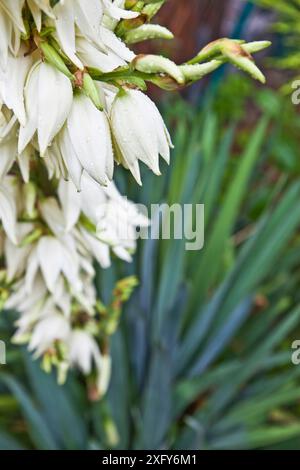 Fiori bianchi del giglio di palma in primo piano, foglie verdi della palma yucca sullo sfondo, Yucca filamentosa Foto Stock