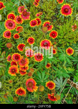 Il fiore di gallata chiamato Gaillardia aristata fiorisce in estate in un letto di fiori, Prerow, Meclemburgo-Vorpommern, Germania Foto Stock