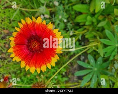 La pianta ornamentale chiamata Gaillardia aristata fiorisce in estate a Prerow, Meclemburgo-Vorpommern, Germania Foto Stock