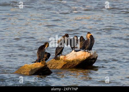 Cormorani a doppia cresta ( Phalacrocorax aurituson ) che riposano sul fiume Foto Stock