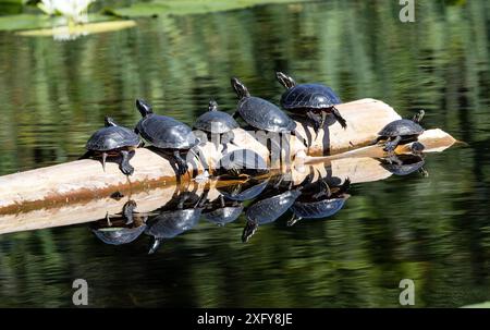 Primo piano di un gruppo di tartarughe dipinte che si crogiolano su un tronco nel Parco naturale di Ile Bizard, Montreal, Quebec, Canada Foto Stock