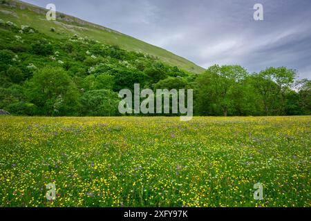 Pittoreschi prati di fiori selvatici dell'altopiano di Swaledale (fiori colorati di campestre, pascoli, colline, cielo blu) - Muker, Yorkshire Dales, Inghilterra Regno Unito Foto Stock