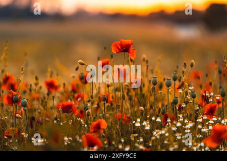 Papavero rosso in fiore (papavero) e camomilla al tramonto in un campo nel distretto di Waldeck-Frankenberg, Assia, Germania. Foto Stock