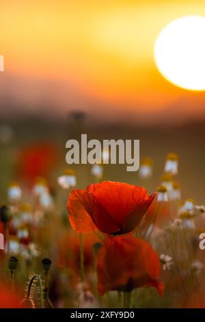 Papavero rosso in fiore (papavero) e camomilla al tramonto in un campo nel distretto di Waldeck-Frankenberg, Assia, Germania. Foto Stock