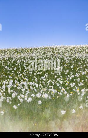 Moltitudine del narciso del poeta (Narcissus poeticus) in fiore sulle colline del Monte Garda, Lentiai, provincia di Belluno, Veneto, Italia Foto Stock