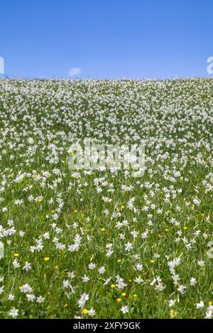 Moltitudine del narciso del poeta (Narcissus poeticus) in fiore sulle colline del Monte Garda, Lentiai, provincia di Belluno, Veneto, Italia Foto Stock